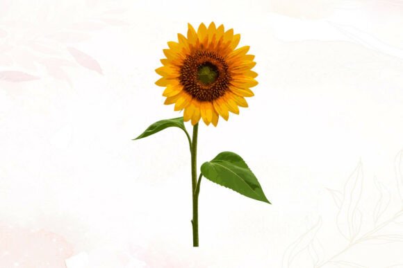 Yellow Sunflower Watercolor Graphics for Brand Illustrations